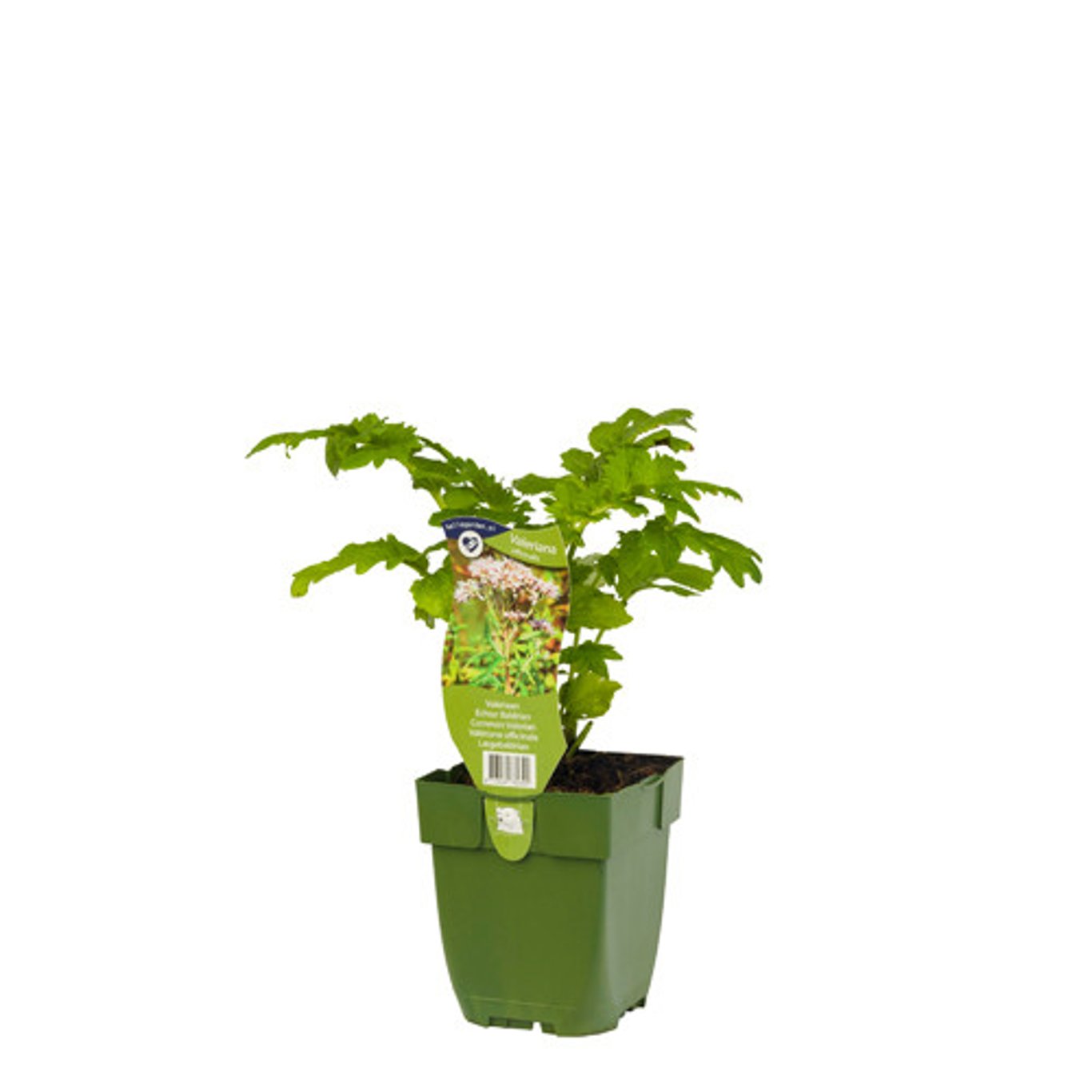 Valeriana officinalis - P11